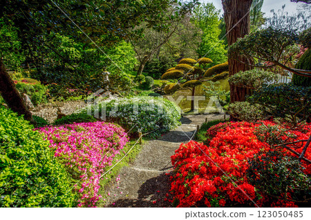 Topiary yew tree and rhododendron bushes  od All colors in bloom in Japanese garden 123050485