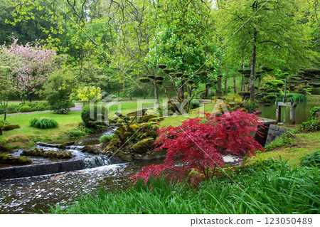 Amazing red maple tree and cherry tree blossom in left in Japanese garden Amazing red maple tree and cherry tree blossom in left in Japanese garden 123050489