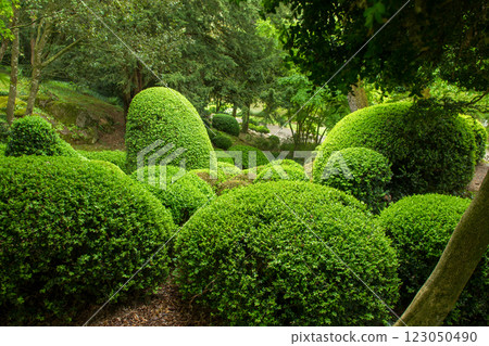 Amazing topiary spheres bushes (maybe rhododendron bushes) in Japanese garden in Pays de la Loire Amazing topiary spheres bushes (maybe rhododendron bushes) in Japanese garden in Pays de la Loire 123050490