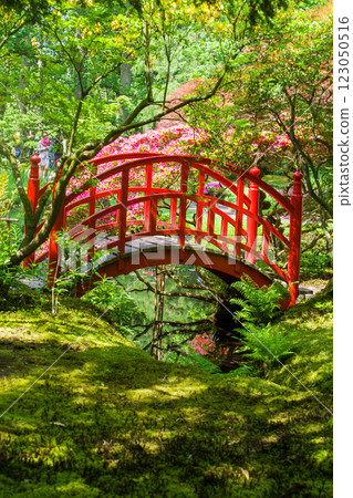 Red Japanese bridge and rhododdendron blossoms in Japanese garden Red Japanese bridge and rhododdendron blossoms in Japanese garden 123050516
