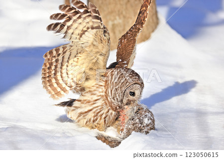 Barred owl sitting on a branch tree with its prey, Quebec, Canada 123050615