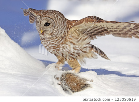 Barred owl sitting on a branch tree with its prey, Quebec, Canada 123050619