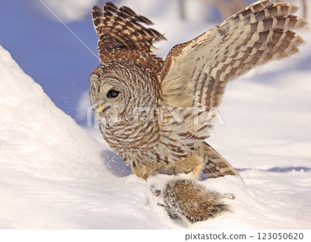 Barred owl sitting on a branch tree with its prey, Quebec, Canada 123050620