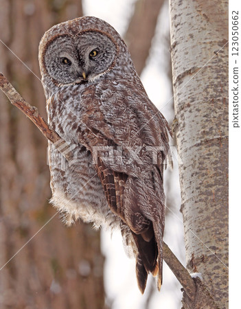 Great Grey Owl perched on a branch tree in the forest, Quebec, Canada 123050662