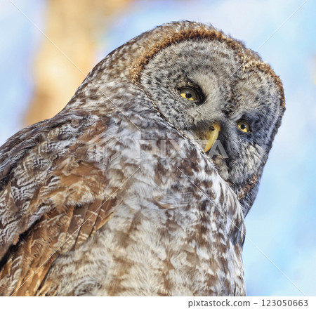 Great Grey Owl portrait in the forest, Quebec, Canada 123050663