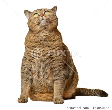 Adult gray straight-eared cat looking up on isolated background Adult gray straight-eared cat looking up on isolated background 123050686