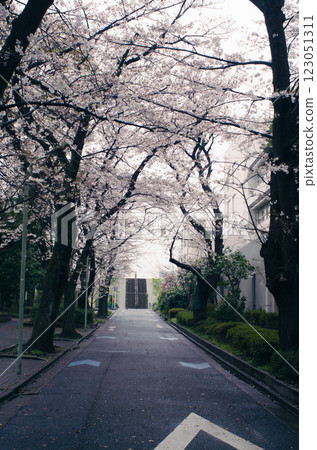 A road with a tunnel of cherry blossoms 123051311