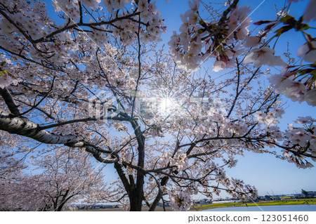 [Cherry Blossoms] Asahifuna River, Cherry Blossoms along the Funa River and the Blue Sky [Toyama Prefecture] 123051460