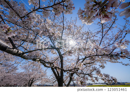 [Cherry Blossoms] Asahifuna River, Cherry Blossoms along the Funa River and the Blue Sky [Toyama Prefecture] 123051461