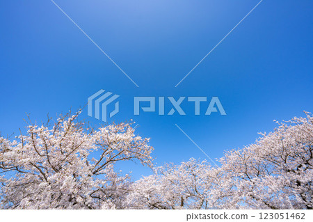 [櫻花] 旭川、船川沿岸的櫻花和藍天 [富山縣] 123051462