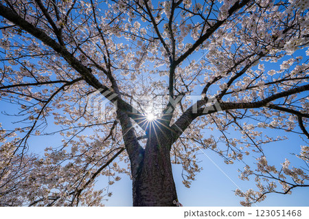 [櫻花] 旭川、船川沿岸的櫻花和藍天 [富山縣] 123051468