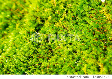 Moss growing in the forest 123051528