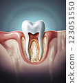 Dental Piece Schematic 123051550