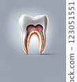 Dental Piece Schematic 123051551