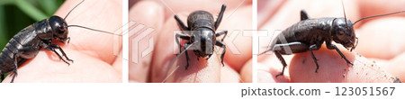 hand holding field cricket outdoors. Gryllus campestris hand holding field cricket outdoors. Gryllus campestris 123051567