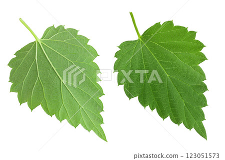Hop cone leaves isolated on white background. Beer brewing ingredients 123051573
