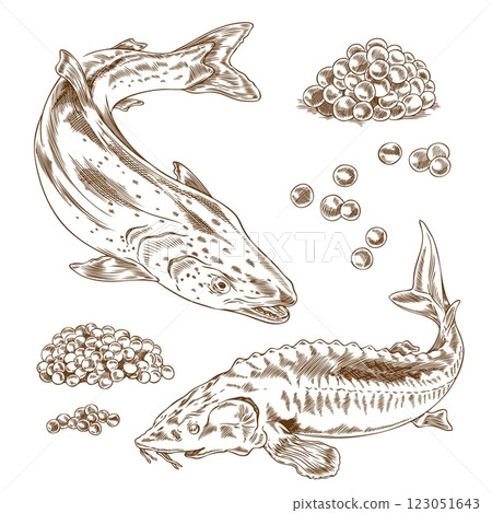 Red and black caviar heaps, salmon or trout and sturgeon beluga fishes engraved hand drawn vector set, sea food delicacy 123051643