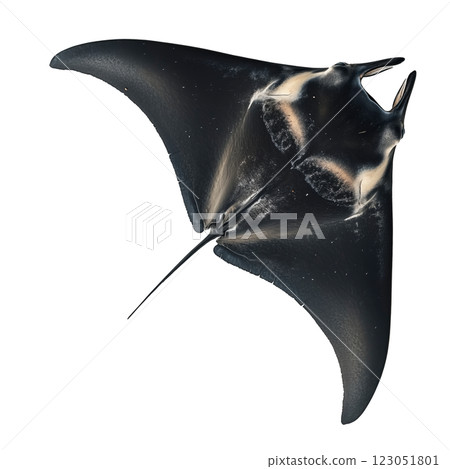 Black manta ray isolated on a transparent background. Elegant marine creature with a smooth, streamlined body and elongated fins. 123051801