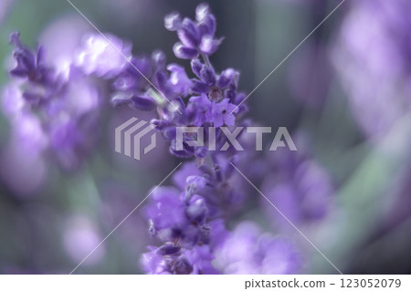 Lavender Flowers, Close-up Photography, Nature: Purple lavender blossoms, detailed macro shot showcasing vibrant color and texture in a natural outdoor setting. 123052079