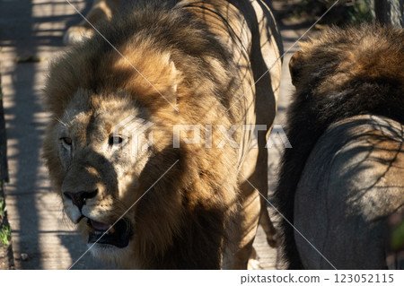 Lion, Africa, Wildlife - Close-up of a male lion in the African savanna. Lion, Africa, Wildlife - Close-up of a male lion in the African savanna. 123052115