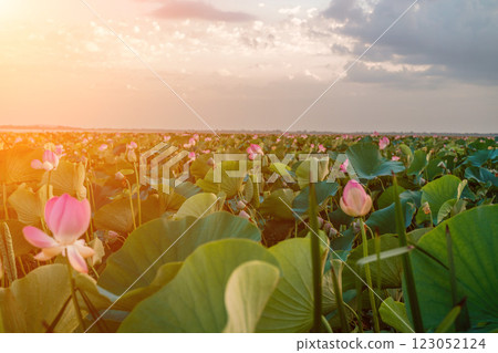 Sunrise in the field of lotuses, Pink lotus Nelumbo nucifera swa Sunrise in the field of lotuses, Pink lotus Nelumbo nucifera swa 123052124