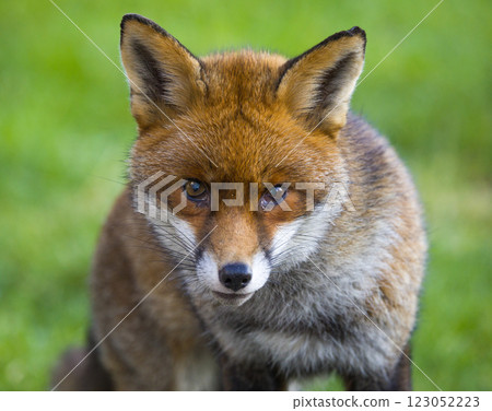 This closeup image features a striking fox in its natural habitat This closeup image features a striking fox in its natural habitat 123052223