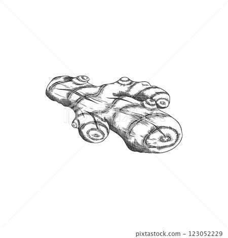 Turmeric root engraved sketch vector icon, hand drawn Curcuma spicy spice seasoning, ginger condiment, plant vegetable 123052229
