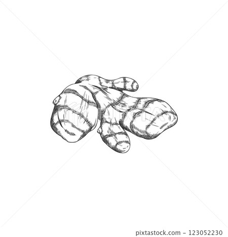 Vector black and white sketch illustration of turmeric root, hand drawn. Vector black and white sketch illustration of turmeric root, hand drawn. 123052230