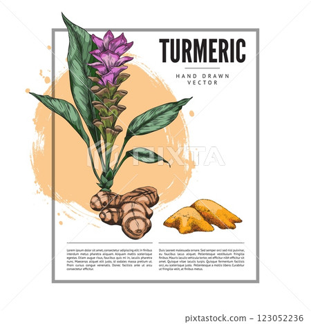 Turmeric plant flower and root, dry powder heap sketch label vector design, hand drawn Curcuma spicy spice medical plant 123052236