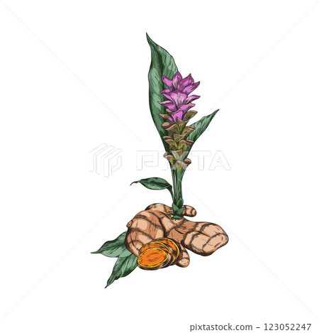 Turmeric plant flower, root sketch vector icon, color hand drawn Curcuma spicy spice organic seasoning, ginger condiment Turmeric plant flower, root sketch vector icon, color hand drawn Curcuma spicy spice organic seasoning, ginger condiment 123052247