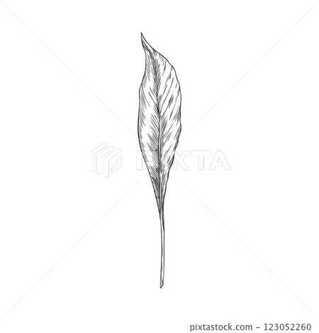 Turmeric leaf in monochrome hand drawn illustration. 123052260