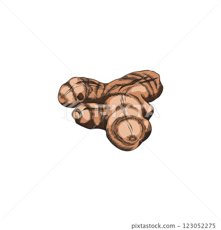 Turmeric root sketch vector icon, hand drawn ginger condiment, Curcuma natural spicy spice, organic seasoning, vegetable 123052275
