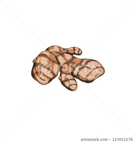 Turmeric root sketch vector icon, hand drawn Curcuma spicy spice, organic seasoning, ginger condiment, vegetable plant Turmeric root sketch vector icon, hand drawn Curcuma spicy spice, organic seasoning, ginger condiment, vegetable plant 123052276