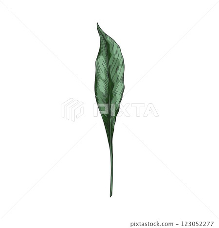 Turmeric green leaf sketch vector icon, hand drawn summer garden foliage, tea herb, medical plant, floral design element 123052277