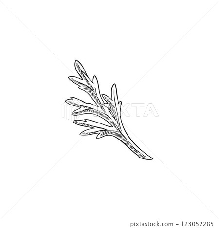 Vector black and white sketch of bitter wormwood branch, hand drawn. 123052285