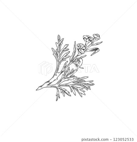 Wormwood blossom plant engraved sketch, vector hand drawn sagebrush branch with flowers leaves, medical Artemisia herb 123052533