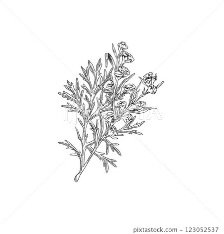 Wormwood blossom plant engraved vector sketch, sagebrush twig with flowers leaves, hand drawn Artemisia medicinal herb 123052537