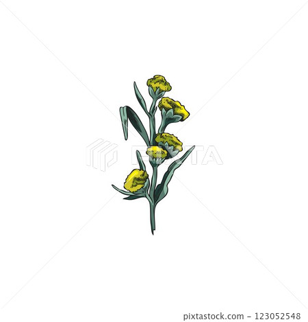 Wormwood blossom plant sketch vector icon, hand drawn sagebrush twig with flowers and leaves, Artemisia medical herb 123052548