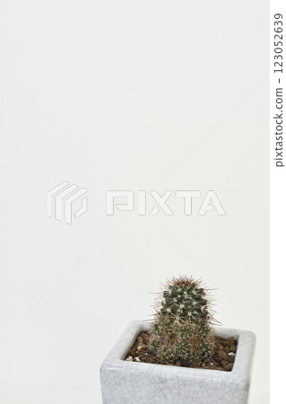 Cactus 123052639