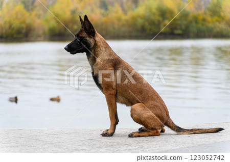 A Belgian Malinois dog sits on a paved surface near a calm lake. A Belgian Malinois dog sits on a paved surface near a calm lake. 123052742