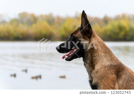 A close-up side view of a Belgian Malinois dog looking towards a lake with ducks. 123052743