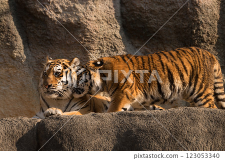 Tiger cub clinging to its mother Tiger cub clinging to its mother 123053340