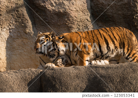 Tiger cub clinging to its mother Tiger cub clinging to its mother 123053341