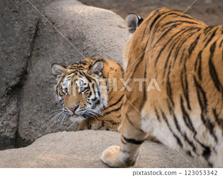 Tiger cub surprised by his mother 123053342