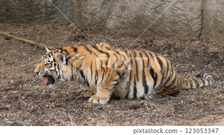 Threatening tiger cub Threatening tiger cub 123053347