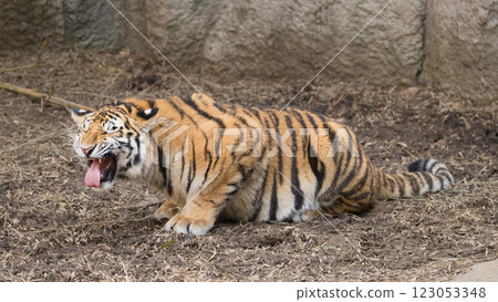 Frowning Tiger Cub 123053348