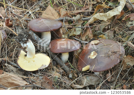 粘蓋牛肝菌 粘蓋牛肝菌 123053586