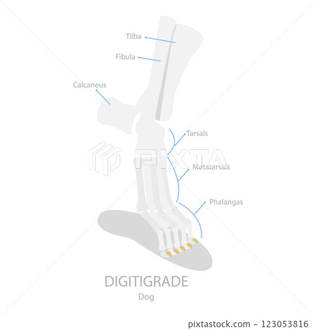 3D Isometric Flat  Illustration of Comparison of Plantigrade, Digitigrade and Unguligrade. Item 2 123053816