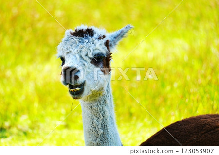 Alpaca (Ecorin Village, Eniwa City, Hokkaido) 123053907