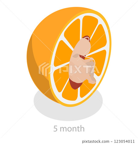 3D Isometric Flat  Illustration of Embryo Monthly Growth Stages. Item 4 123054011
